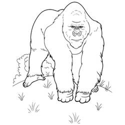Dibujo para colorear: Gorila (Animales) #7477 - Dibujos para Colorear e Imprimir Gratis