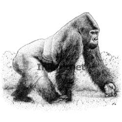 Dibujo para colorear: Gorila (Animales) #7563 - Dibujos para Colorear e Imprimir Gratis