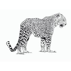 Dibujo para colorear: Guepardo (Animales) #7868 - Dibujos para Colorear e Imprimir Gratis