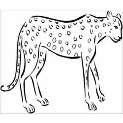 Dibujo para colorear: Guepardo (Animales) #7897 - Dibujos para Colorear e Imprimir Gratis