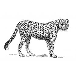 Dibujo para colorear: Guepardo (Animales) #7966 - Dibujos para Colorear e Imprimir Gratis