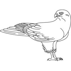 Dibujo para colorear: Halcón (Animales) #6818 - Dibujos para Colorear e Imprimir Gratis