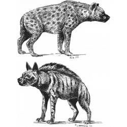 Dibujo para colorear: Hiena (Animales) #19641 - Dibujos para Colorear e Imprimir Gratis