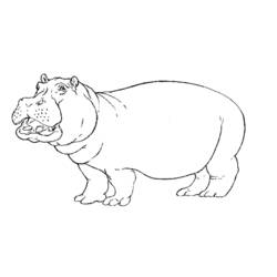 Dibujo para colorear: Hipopótamo (Animales) #8614 - Dibujos para Colorear e Imprimir Gratis