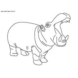 Dibujo para colorear: Hipopótamo (Animales) #8663 - Dibujos para Colorear e Imprimir Gratis