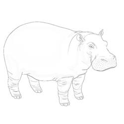 Dibujo para colorear: Hipopótamo (Animales) #8702 - Dibujos para Colorear e Imprimir Gratis