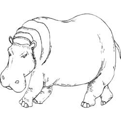 Dibujo para colorear: Hipopótamo (Animales) #8745 - Dibujos para Colorear e Imprimir Gratis