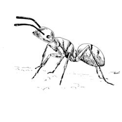 Dibujo para colorear: Hormiga (Animales) #6963 - Dibujos para Colorear e Imprimir Gratis