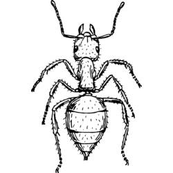 Dibujo para colorear: Hormiga (Animales) #6969 - Dibujos para Colorear e Imprimir Gratis