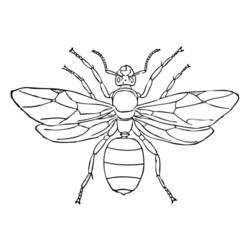 Dibujo para colorear: Hormiga (Animales) #7024 - Dibujos para Colorear e Imprimir Gratis