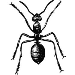 Dibujo para colorear: Hormiga (Animales) #7043 - Dibujos para Colorear e Imprimir Gratis