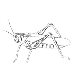 Dibujo para colorear: Hormiga (Animales) #7082 - Dibujos para Colorear e Imprimir Gratis