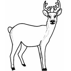Dibujo para colorear: Hueva (Animales) #2562 - Dibujos para Colorear e Imprimir Gratis
