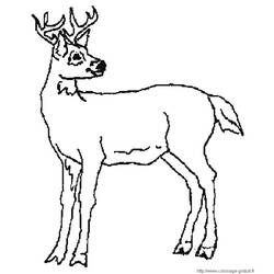 Dibujo para colorear: Hueva (Animales) #2573 - Dibujos para Colorear e Imprimir Gratis