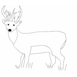 Dibujo para colorear: Hueva (Animales) #2646 - Dibujos para Colorear e Imprimir Gratis