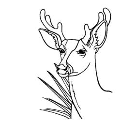 Dibujo para colorear: Hueva (Animales) #2660 - Dibujos para Colorear e Imprimir Gratis