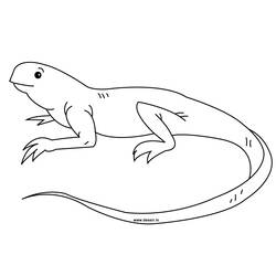 Dibujo para colorear: Iguana (Animales) #8917 - Dibujos para Colorear e Imprimir Gratis