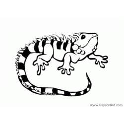 Dibujo para colorear: Iguana (Animales) #8918 - Dibujos para Colorear e Imprimir Gratis