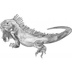 Dibujo para colorear: Iguana (Animales) #8936 - Dibujos para Colorear e Imprimir Gratis
