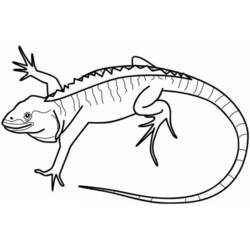 Dibujo para colorear: Iguana (Animales) #8952 - Dibujos para Colorear e Imprimir Gratis