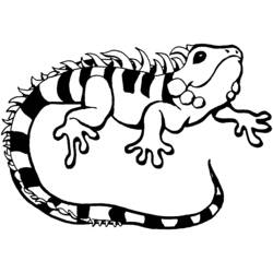 Dibujo para colorear: Iguana (Animales) #8959 - Dibujos para Colorear e Imprimir Gratis