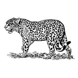 Dibujo para colorear: Jaguar (Animales) #9013 - Dibujos para Colorear e Imprimir Gratis