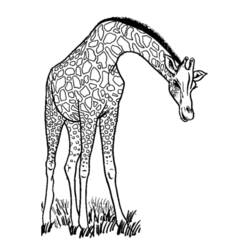 Dibujo para colorear: Jirafa (Animales) #7234 - Dibujos para Colorear e Imprimir Gratis