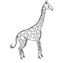 Dibujo para colorear: Jirafa (Animales) #7235 - Dibujos para Colorear e Imprimir Gratis
