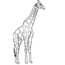 Dibujo para colorear: Jirafa (Animales) #7268 - Dibujos para Colorear e Imprimir Gratis