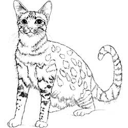 Dibujo para colorear: Kitten (Animales) #18096 - Dibujos para Colorear e Imprimir Gratis