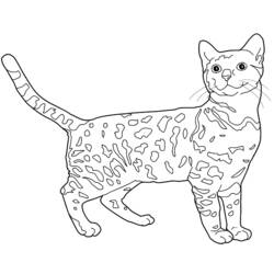 Dibujo para colorear: Kitten (Animales) #18101 - Dibujos para Colorear e Imprimir Gratis