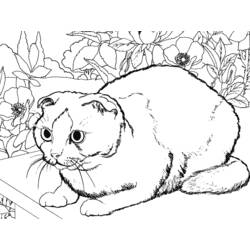 Dibujo para colorear: Kitten (Animales) #18135 - Dibujos para Colorear e Imprimir Gratis