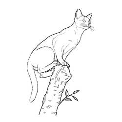 Dibujo para colorear: Kitten (Animales) #18162 - Dibujos para Colorear e Imprimir Gratis