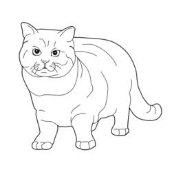 Dibujo para colorear: Kitten (Animales) #18166 - Dibujos para Colorear e Imprimir Gratis