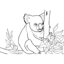 Dibujo para colorear: Koala (Animales) #9383 - Dibujos para Colorear e Imprimir Gratis