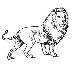 Dibujo para colorear: León (Animales) #10273 - Dibujos para Colorear e Imprimir Gratis
