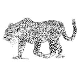 Dibujos para colorear: Leopardo - Dibujos para Colorear e Imprimir Gratis