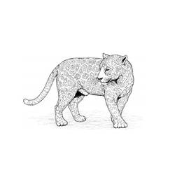 Dibujo para colorear: Leopardo (Animales) #9758 - Dibujos para Colorear e Imprimir Gratis