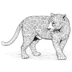Dibujo para colorear: Leopardo (Animales) #9817 - Dibujos para Colorear e Imprimir Gratis