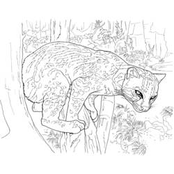 Dibujo para colorear: Leopardo (Animales) #9845 - Dibujos para Colorear e Imprimir Gratis