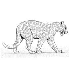 Dibujo para colorear: Leopardo (Animales) #9859 - Dibujos para Colorear e Imprimir Gratis