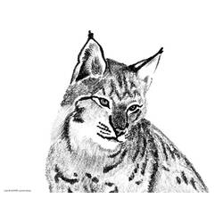 Dibujo para colorear: Lince (Animales) #10797 - Dibujos para Colorear e Imprimir Gratis