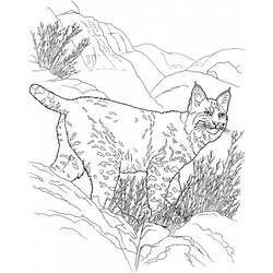 Dibujo para colorear: Lince (Animales) #10815 - Dibujos para Colorear e Imprimir Gratis