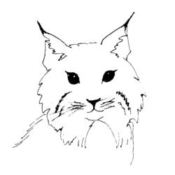 Dibujo para colorear: Lince (Animales) #10841 - Dibujos para Colorear e Imprimir Gratis