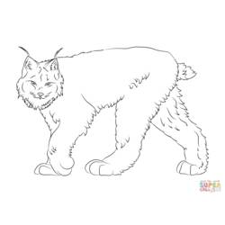 Dibujo para colorear: Lince (Animales) #10847 - Dibujos para Colorear e Imprimir Gratis