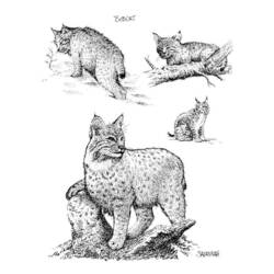 Dibujo para colorear: Lince (Animales) #10875 - Dibujos para Colorear e Imprimir Gratis