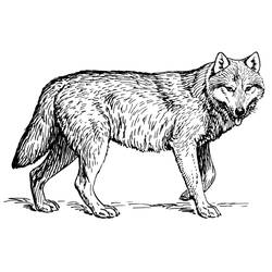 Dibujo para colorear: Lobo (Animales) #10444 - Dibujos para Colorear e Imprimir Gratis