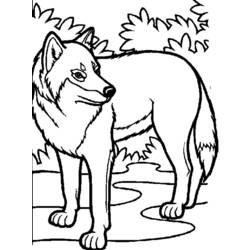 Dibujo para colorear: Lobo (Animales) #10448 - Dibujos para Colorear e Imprimir Gratis