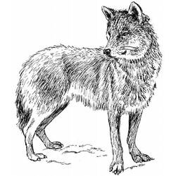Dibujo para colorear: Lobo (Animales) #10473 - Dibujos para Colorear e Imprimir Gratis