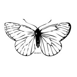 Dibujo para colorear: Mariposa (Animales) #15675 - Dibujos para Colorear e Imprimir Gratis